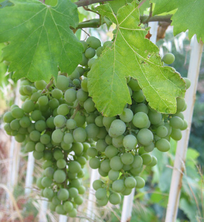 Виноград Киш-миш, весовой